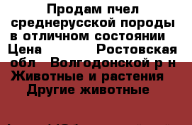 Продам пчел среднерусской породы в отличном состоянии › Цена ­ 3 000 - Ростовская обл., Волгодонской р-н Животные и растения » Другие животные   